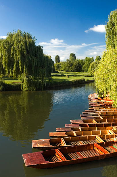 Punts on the River Cam on a sunny day Punts on the Millpond, Cambridge burton sussex stock pictures, royalty-free photos & images