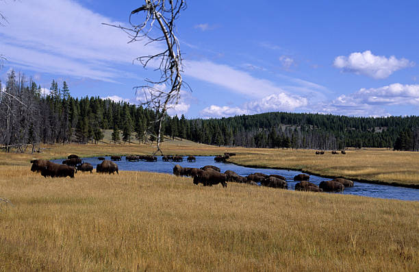 istock Scenic-Bison-Herd  crossing river in Yellowstone 144209305