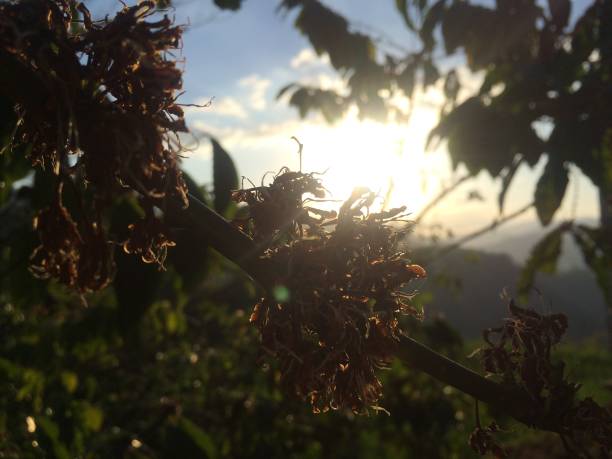 istock Coffee Flowers Flores 1442093499