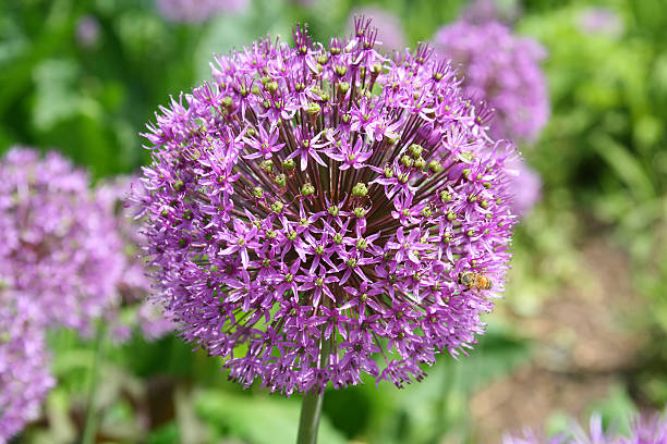 istock Blooming Wild Flowers in the Garden 144209542