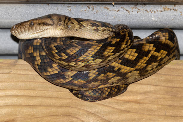 40+ 項Scrub Python 圖片照片檔、圖片和免版稅影像 - iStock