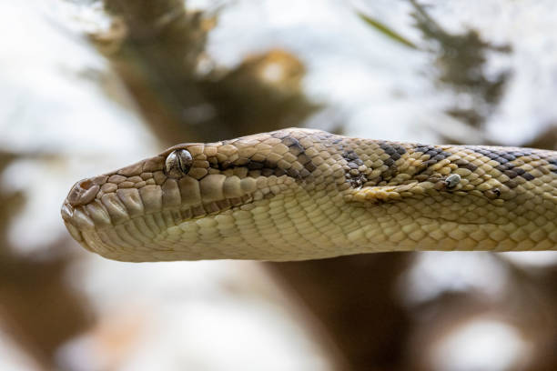 Bush Scrub Python 40+ Scrub Python Foto Stok, Potret, & Gambar Bebas Royalti - iStock