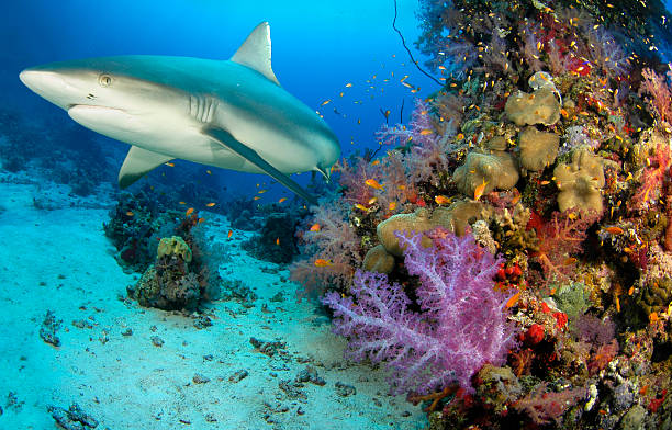 Shark swimming around reef with many smaller fish
