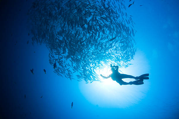 istock Divers silhuette & the swarm 144209619