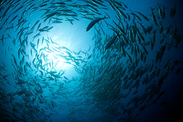 istock Fish swarm seen from the bottom of the ocean 144209621