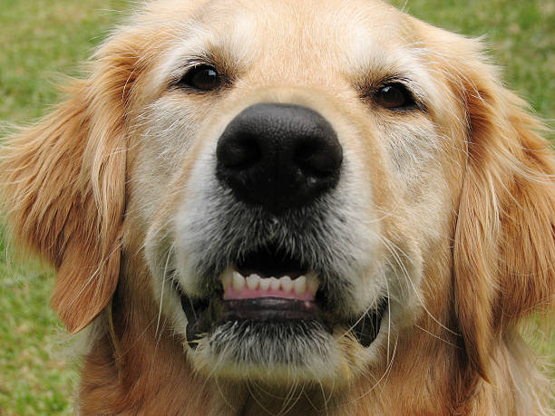 istock Golden retriever dog up close 144209626