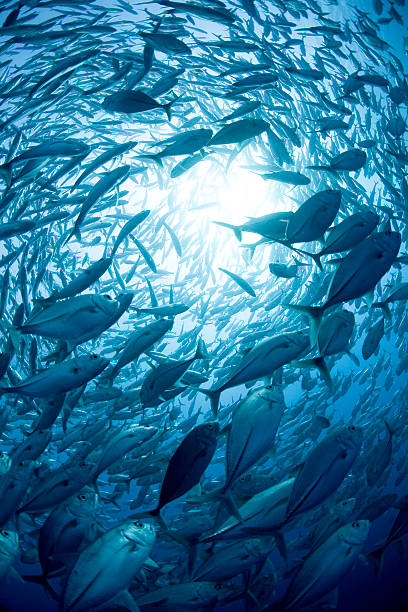 istock Fish swarm in the depth of the ocean 144209627