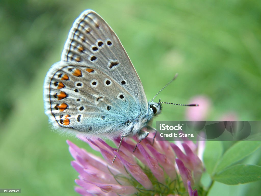 Piękny Butterfly - Zbiór zdjęć royalty-free (Antycypacja)
