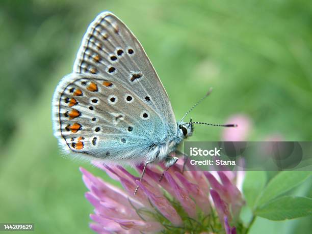 Piękny Butterfly - zdjęcia stockowe i więcej obrazów Antycypacja - Antycypacja, Bliski, Bliskie zbliżenie