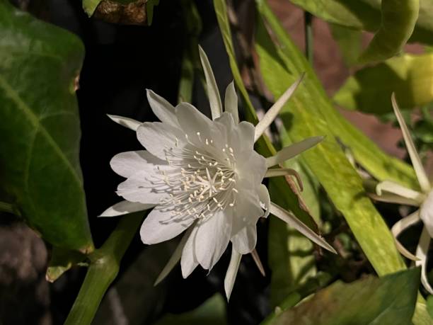 Queen of the night flower Epiphyllum oxypetalum or queen of the night, is a species of cactus. It rarely bloom and only at the night and its flower wilt before dawn.  Orchid Cacti stock pictures, royalty-free photos & images