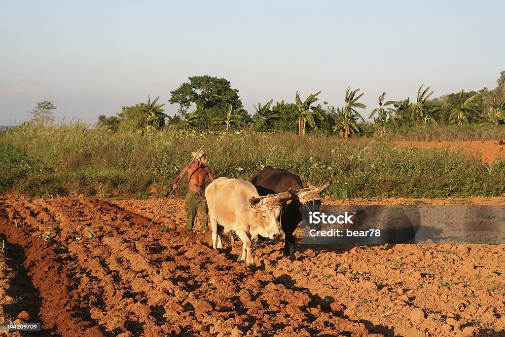 Kubanische farm, das von menschliches und tierisches Kräfte - Lizenzfrei Agrarbetrieb Stock-Foto