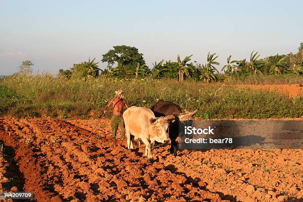 Kubanische Farm Das Von Menschliches Und Tierisches Kräfte Stockfoto und mehr Bilder von Agrarbetrieb