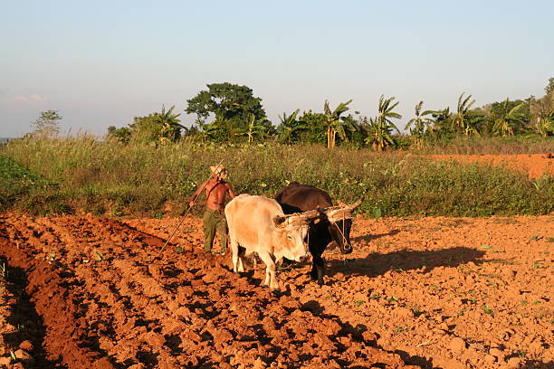 Cuban farm powered by human and animal forces stock photo