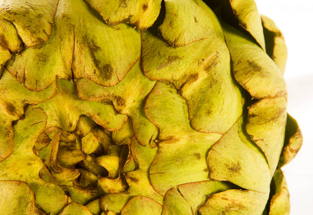 Artichoke