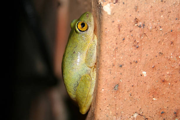 Hyperolius marmoratus, Painted Reed Frog stock photo