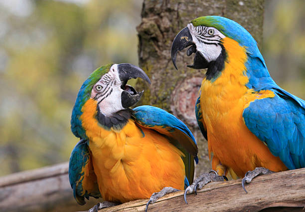 Two Bickering Blue and Gold Macaws The two Blue and Gold Macaws seem to have a lot to discuss or complain about. gold and blue macaw photos stock pictures, royalty-free photos & images