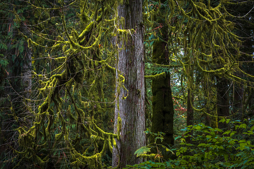 Moss covered trees along Charters Creek, located on southern Vancouver Island.