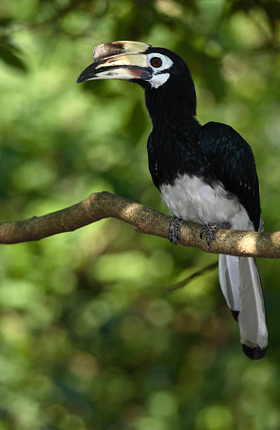 istock Oriental Pied Hornbill 144209856