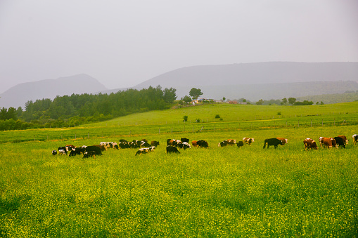 Cows grazing on a daily farm
