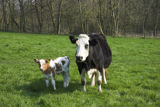 cow and calf stock photo