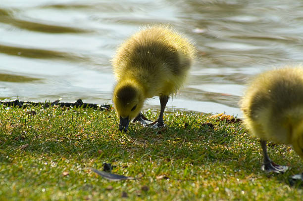 Gosling Eating on The Grass stock photo