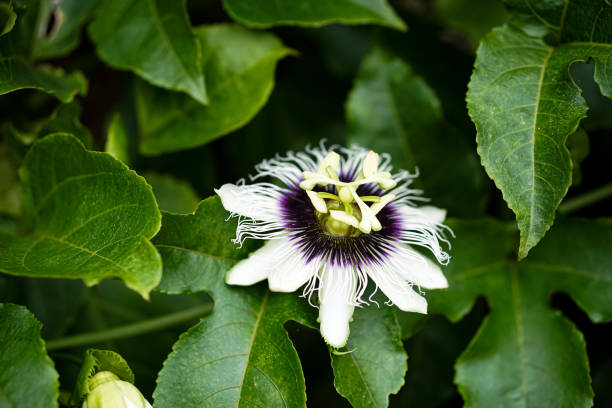 istock Passion fruit flower blooming on the tree 1442100586