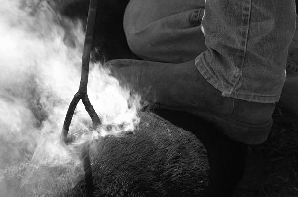 Cattle Branding Branding a calf. Smoke rising from the brand mark.  The cow is being held down by a cowboy wearing cowboy boots and blue jeans. livestock branding stock pictures, royalty-free photos & images