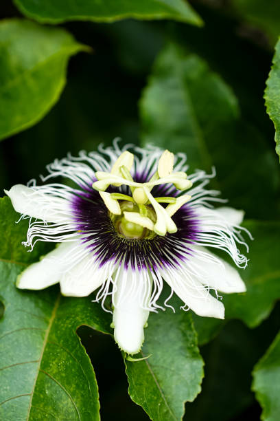 istock Passion fruit flower blooming on the tree 1442100660