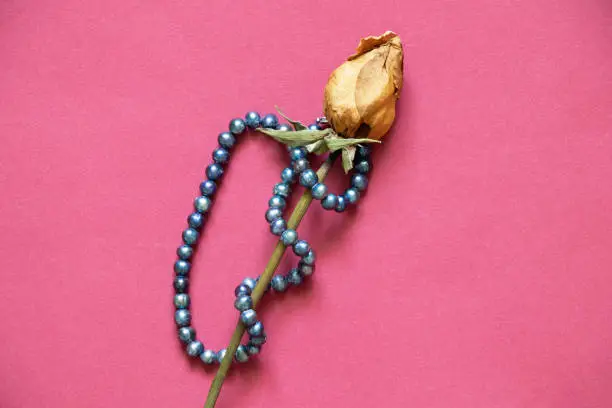 blue pearl beads and dry fading rose on a red background close up