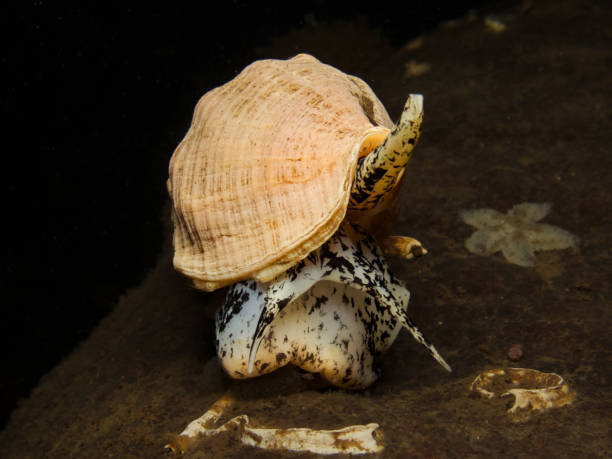 오슬로 피요르드의 일반적인 고래 - sea snail 뉴스 사진 이미지