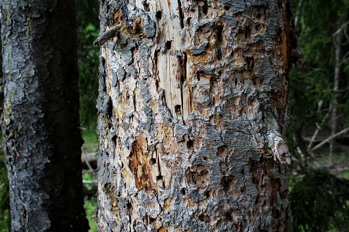 Tree bark, tree trunk (Türkiye)