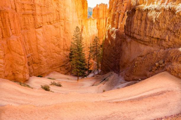 istock Tree growing in the canyon hills 1442101810