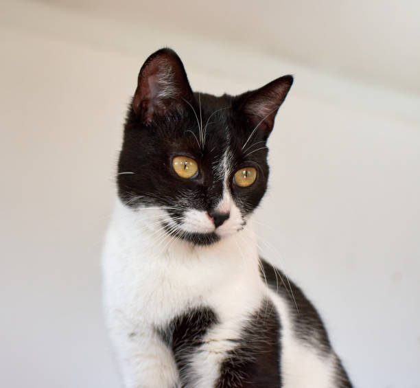 istock Portrait of a black and white cat 1442101824