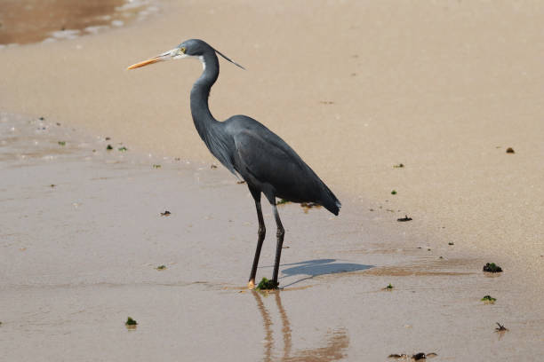 istock Selective focus shot of a beautiful black heron hunting on a sandy beach 1442102167