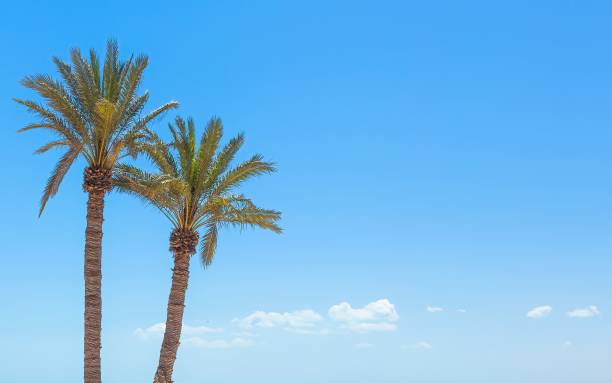 istock Tropical palm trees against the blue sky backdrop in Tunisia 1442102250