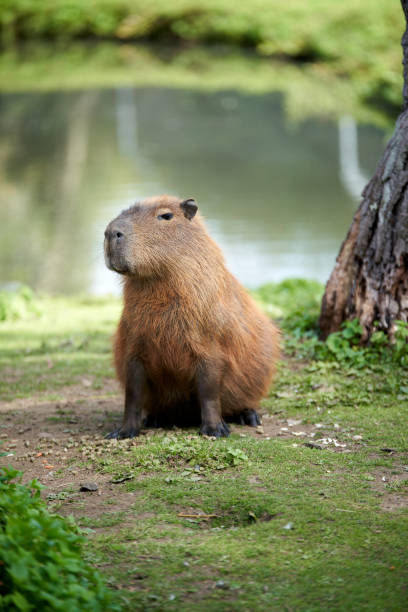 braunes wasserschwein sitzt am see im zoo - wasserschwein stock-fotos und bilder