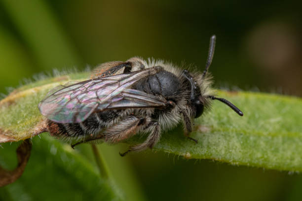 istock Macro closeup of a bee on a green leaf 1442102388