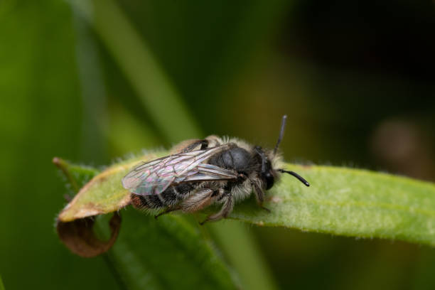 istock Macro closeup of a bee on a green leaf 1442102392