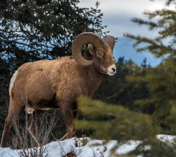 istock Brown ram standing on the ground covered with snow 1442102451