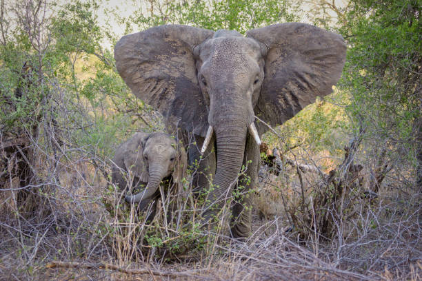 istock Elephant with a baby in nature 1442103296