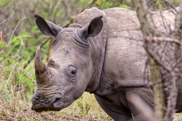 istock Brown rhino in nature 1442103302