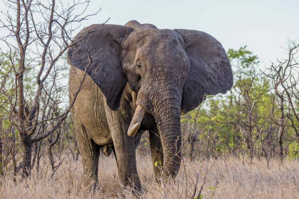 istock Elephant in dry nature 1442103366
