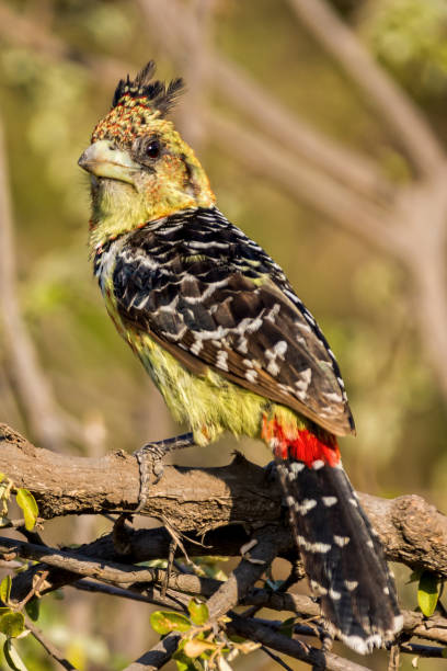 istock Vertical shot of Crested Barbet in 1442103385