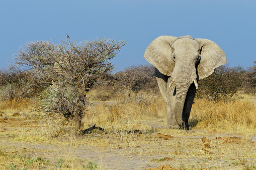 Elephants in Etosha National Park, Namibia