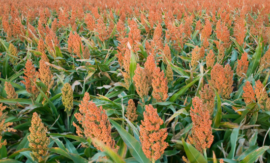 sorghum ready for harvest growing in Kansas. 