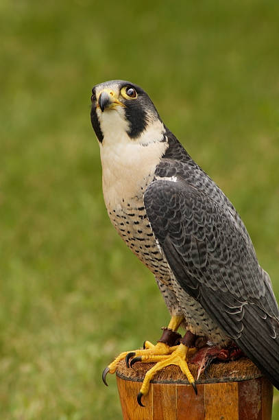 istock Peregrine Falcon (Falco peregrinus) Looks Way Up 144210422