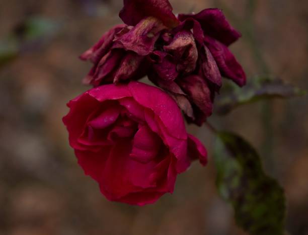 istock Closeup of growing red roses in blurred background 1442104675