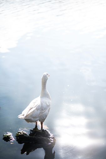 Duck standing on stone in water
