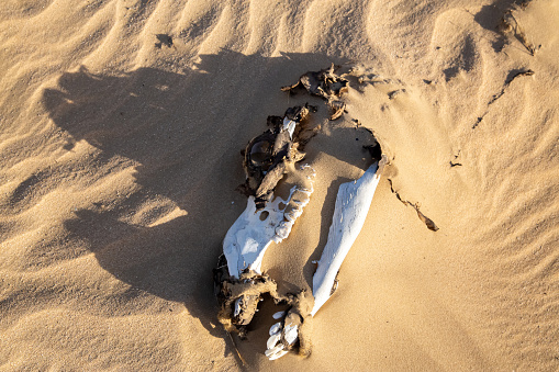 Decomposed abused legs tied camel bones in dry Arabian desert with clear skies.