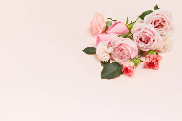 istock Pink roses and carnation flowers on pink background with space for text 1442105065